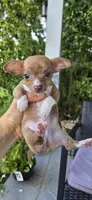 Ginger, a male Chihuahua for sale in Miami Gardens, FL – 1 of 4