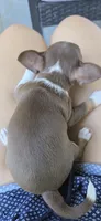 Cocoa, a female Chihuahua for sale in Miami Gardens, FL – 7 of 8