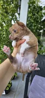 Ginger, a male Chihuahua for sale in Miami Gardens, FL – 2 of 4