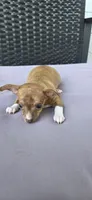 Ginger, a male Chihuahua for sale in Miami Gardens, FL – 3 of 4