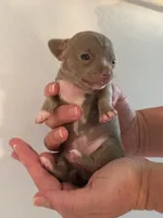 processed/e55c082f-a0bc-42c5-9a0d-46d17b88030b/listing/59618e31-d685-4b5e-b767-168ff74ce26a/2de70ebf-9a18-4455-a443-d4b02bde7c76