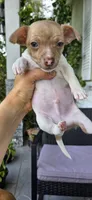 Ringo, a male Chihuahua for sale in Miami Gardens, FL – 9 of 9