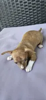 Ginger, a male Chihuahua for sale in Miami Gardens, FL – 4 of 4