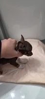 Cocoa, a female Chihuahua for sale in Miami Gardens, FL – 4 of 8