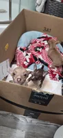 Ringo, a male Chihuahua for sale in Miami Gardens, FL – 6 of 9