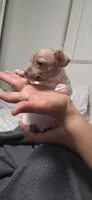 Ringo, a male Chihuahua for sale in Miami Gardens, FL – 8 of 9