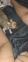 Ringo, a male Chihuahua for sale in Miami Gardens, FL – 7 of 9