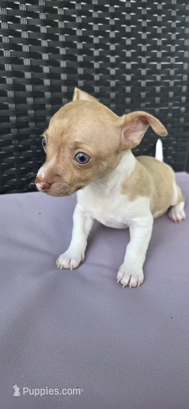 Ringo – Chihuahua puppy for sale in Miami Gardens, FL