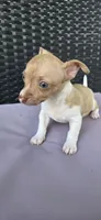 Ringo, a male Chihuahua for sale in Miami Gardens, FL – 1 of 9
