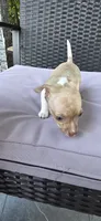 Ringo, a male Chihuahua for sale in Miami Gardens, FL – 2 of 9