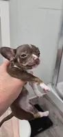 Cocoa, a female Chihuahua for sale in Miami Gardens, FL – 6 of 8