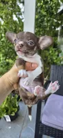 Cocoa, a female Chihuahua for sale in Miami Gardens, FL – 1 of 8