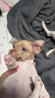 Ringo, a male Chihuahua for sale in Miami Gardens, FL – 3 of 9