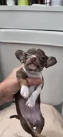 Cocoa, a female Chihuahua for sale in Miami Gardens, FL – 5 of 8