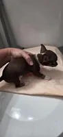 Cocoa, a female Chihuahua for sale in Miami Gardens, FL – 3 of 8