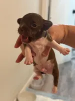 Oreo, a male Chihuahua for sale in Miami, FL – Photo 2 of 2