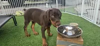 Roxie Jr, a female Doberman Pinscher for sale in Compton, CA – 2 of 2