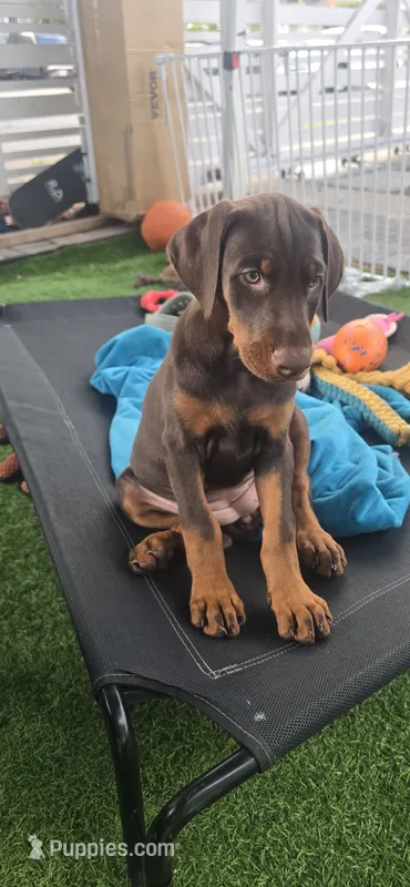 Roxie Jr – Doberman Pinscher puppy for sale in Compton, CA