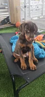 Roxie Jr, a female Doberman Pinscher for sale in Compton, CA – 1 of 2