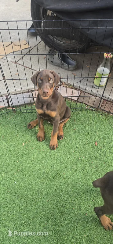 Rosie – Doberman Pinscher puppy for sale in Compton, CA