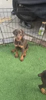 Rosie, a female Doberman Pinscher for sale in Compton, CA – 1 of 1