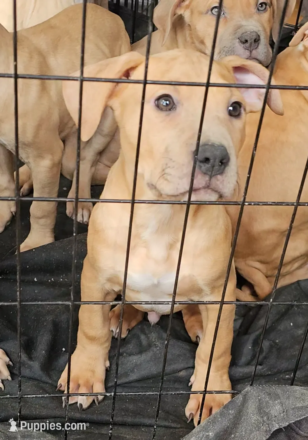 Ju Ju, a male American Bully for sale in Alamance, NC – Photo 3 of 6