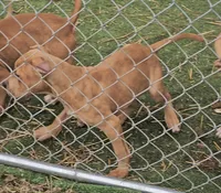 Ju Ju, a male American Bully for sale in Alamance, NC – Photo 6 of 6