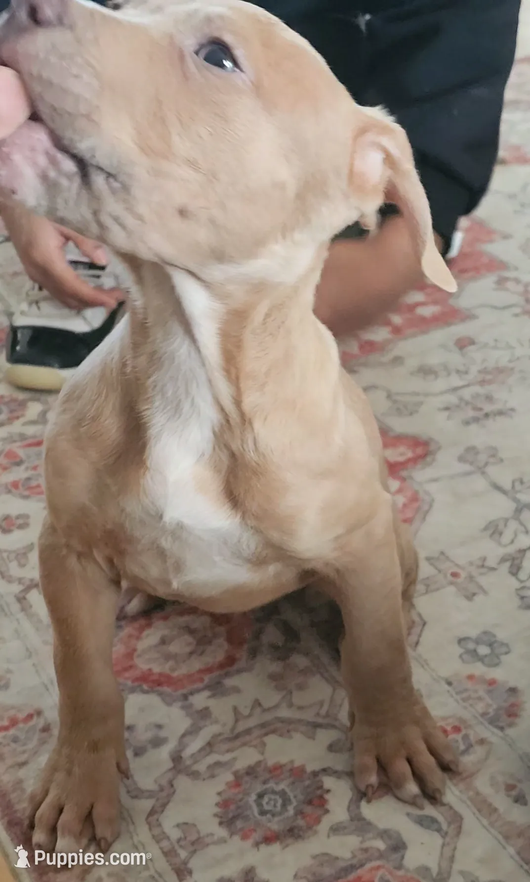 Thor, a male American Bully for sale in Alamance, NC – Photo 2 of 2