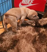 processed/e55daac7-8fd1-492b-806d-fd65c3f53004/listing/caaf5272-c972-44c4-a840-995853927eb4/660d5529-0d2c-4a89-8d0f-109e16202a04