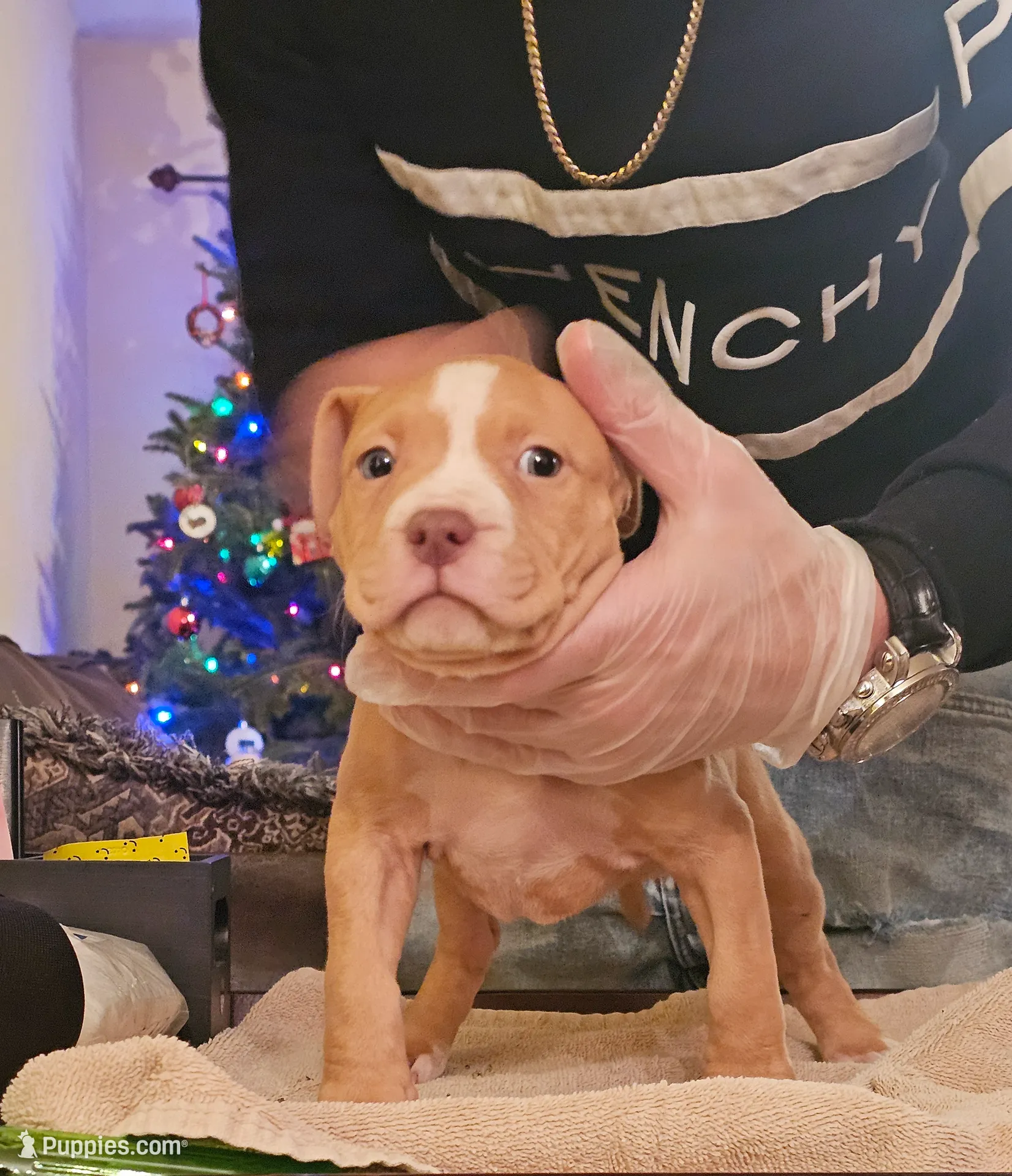 Dahlia (red flower), a female American Bully for sale in Alamance, NC – Photo 3 of 5