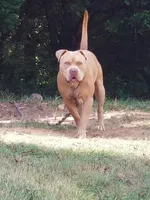 Dahlia (red flower), a female American Bully for sale in Alamance, NC – Photo 4 of 5