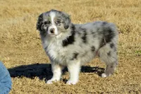 Wanda #5, a male Australian Shepherd for sale in Canton, TX – Photo 2 of 3
