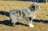 Wanda #5, a male Australian Shepherd for sale in Canton, TX – Photo 3 of 3