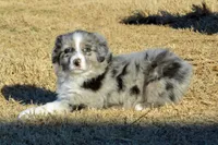 Wanda #5, a male Australian Shepherd for sale in Canton, TX – Photo 1 of 3