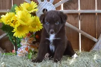 Onyx #7, a female Australian Shepherd for sale in Canton, TX – 1 of 4