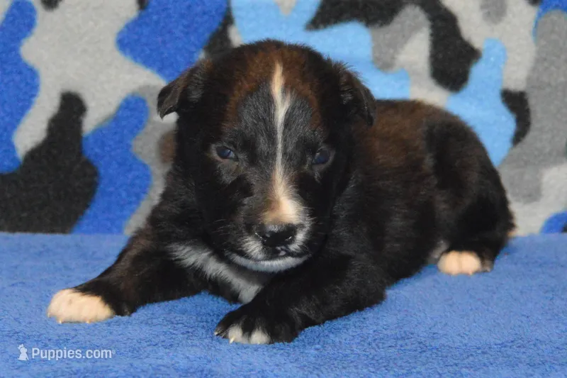 Onyx #1 – Australian Shepherd puppy for sale in Canton, TX