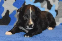 Onyx #1, a male Australian Shepherd for sale in Canton, TX – 4 of 4