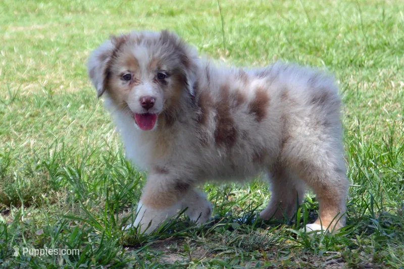 Kora #8 – Australian Shepherd puppy for sale in Canton, TX