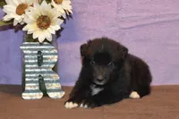 Onyx #5, a female Australian Shepherd for sale in Canton, TX – 3 of 4