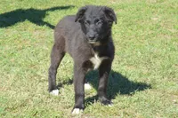 Onyx #5, a female Australian Shepherd for sale in Canton, TX – 1 of 10