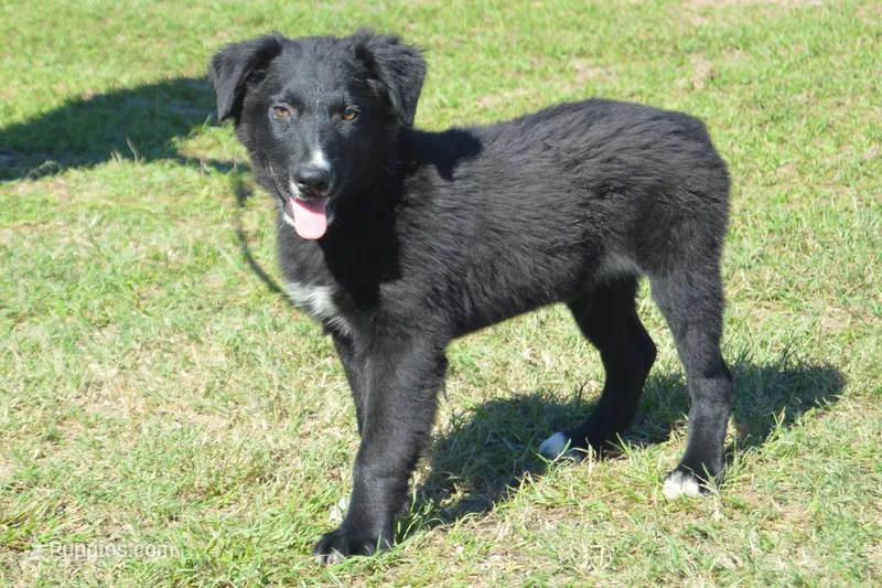 Onyx #1 – Australian Shepherd puppy for sale in Canton, TX