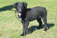Onyx #1, a male Australian Shepherd for sale in Canton, TX – 1 of 10