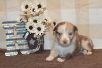 Kelcie #3, a male Australian Shepherd for sale in Canton, TX – 5 of 5