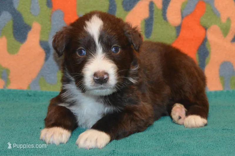 Roja #2 – Australian Shepherd puppy for sale in Canton, TX