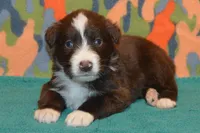 Roja #2, a male Australian Shepherd for sale in Canton, TX – 1 of 2