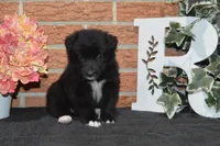 Onyx #5, a female Australian Shepherd for sale in Canton, TX – 2 of 4