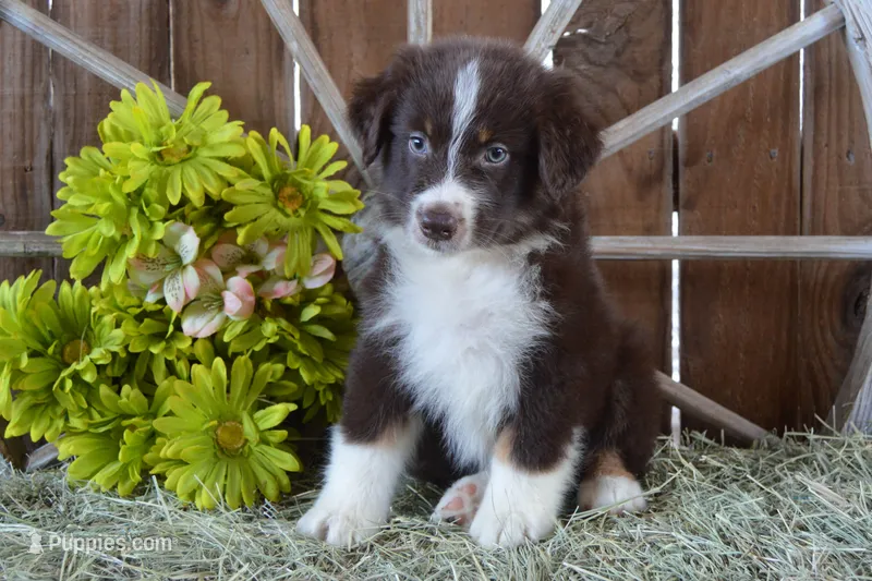 Roja #3 – Australian Shepherd puppy for sale in Canton, TX