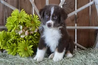 Roja #3, a male Australian Shepherd for sale in Canton, TX – 6 of 10