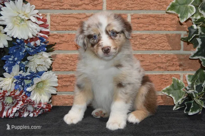 Kora #7 – Australian Shepherd puppy for sale in Canton, TX