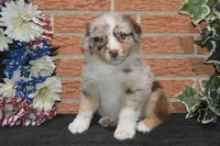 Kora #7, a female Australian Shepherd for sale in Canton, TX – 1 of 1